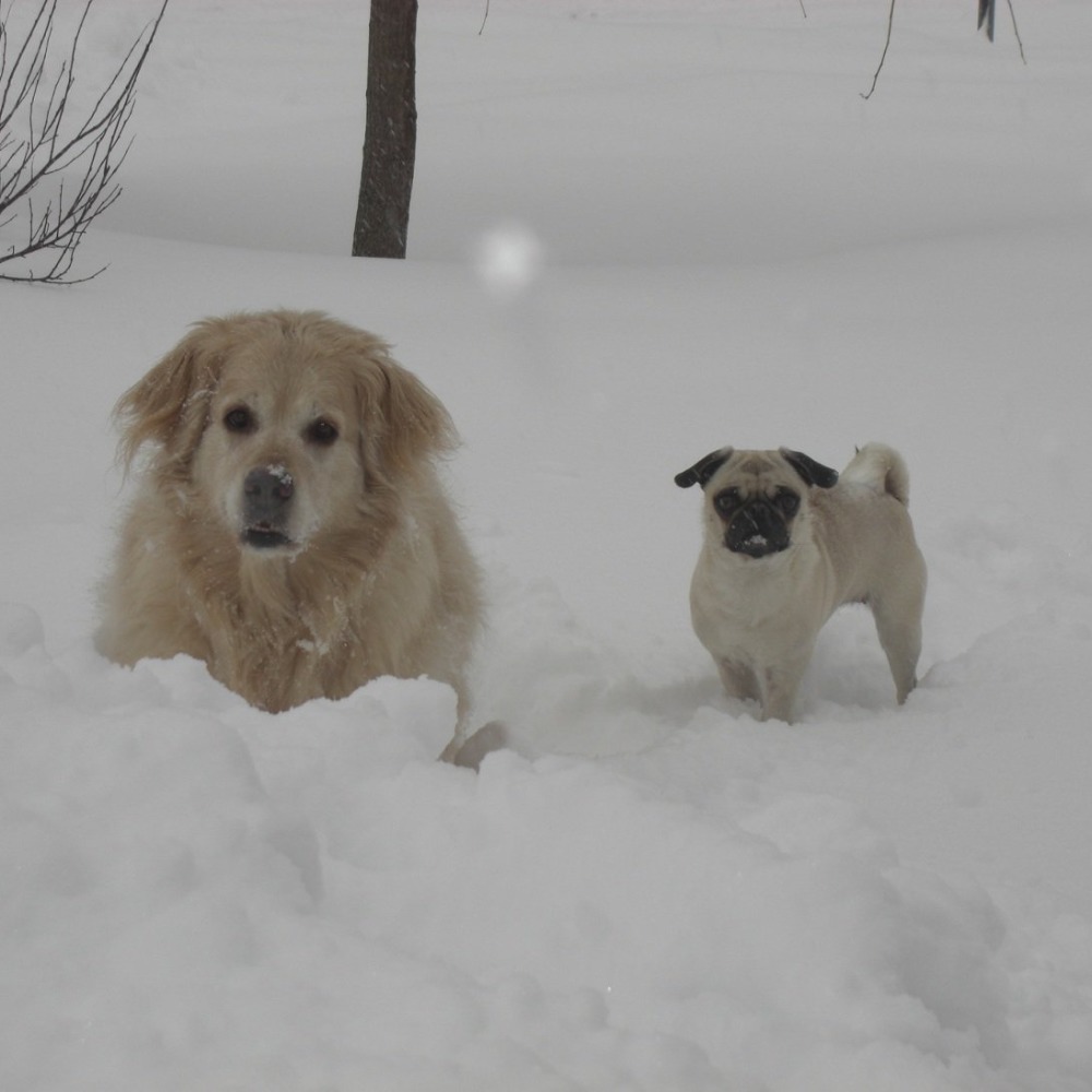 Meet your Posher, Samantha